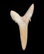 Carcharias (Extinct Sand Tiger) Shark Tooth - Eocene #3416-1